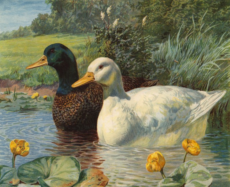 Patos (chromolitho) de Charles Collins