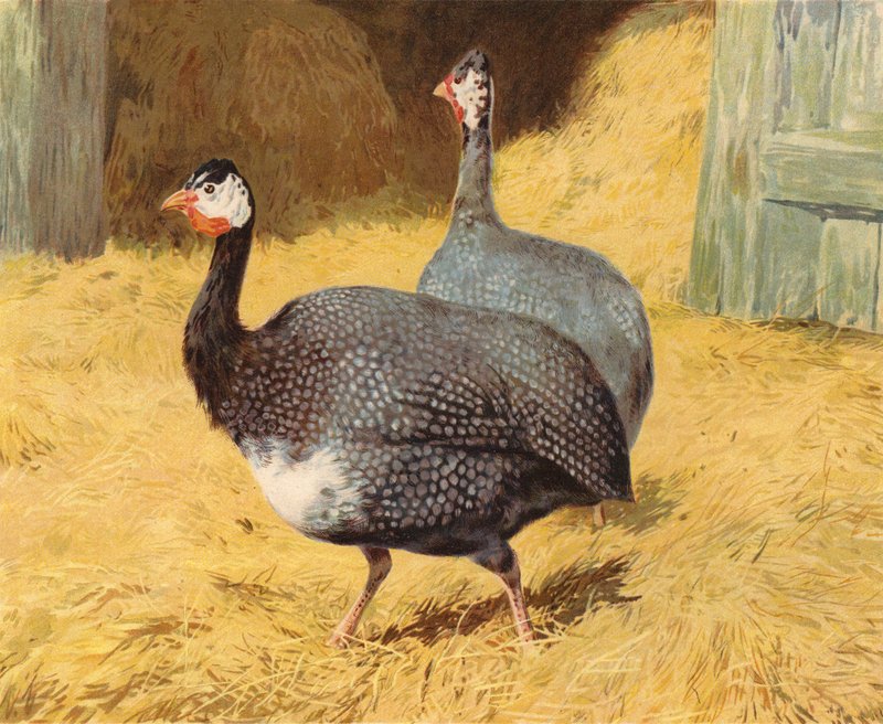 Guineafowl (chromolitho) de Charles Collins