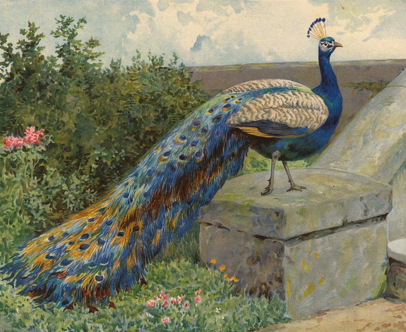 Pavão (chromolitho) de Charles Collins