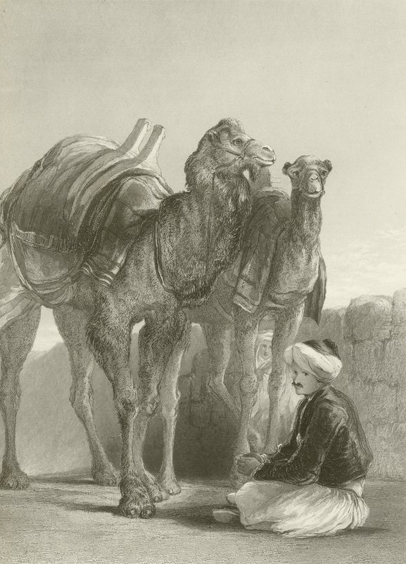 Um grupo de camelos em Smyrna de David Wilkie
