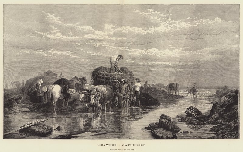 Coletores de Algas Marinhas de Edward Duncan