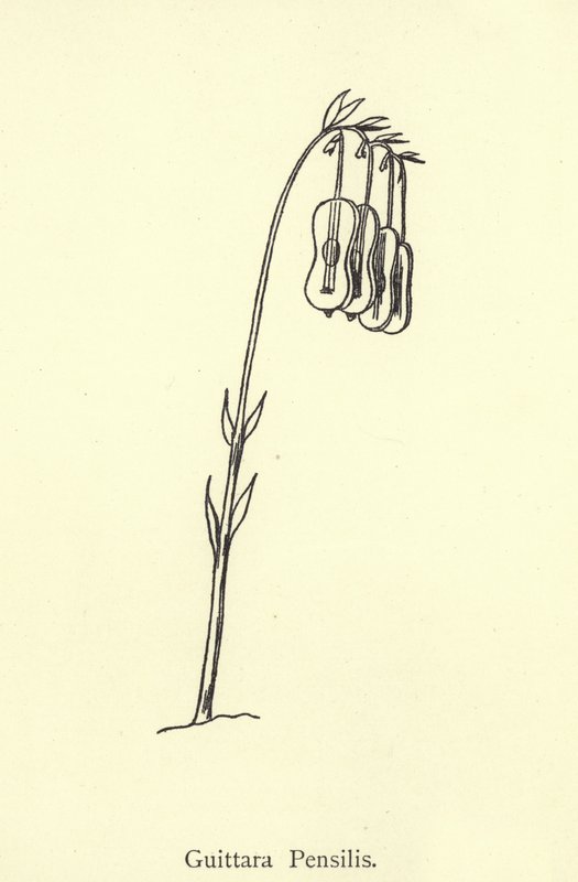 Guittara Pensilis de Edward Lear