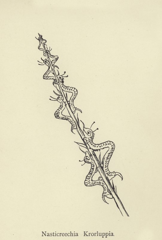 Nasticreechia Krorluppia de Edward Lear