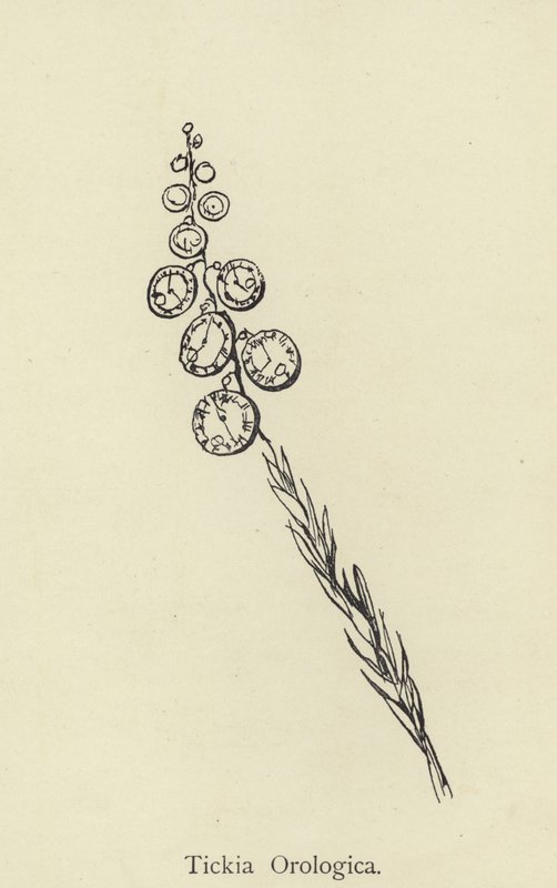 Tickia Orológica de Edward Lear