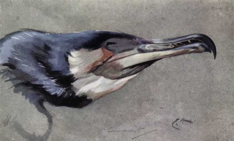 Cormorão de Edwin John Alexander