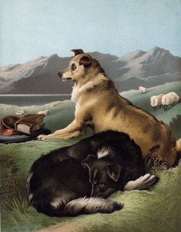 Cães Collie de Edwin after Landseer
