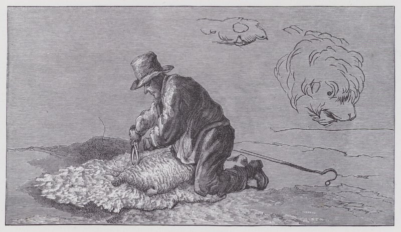 Ovinocultura de Edwin (after) Landseer