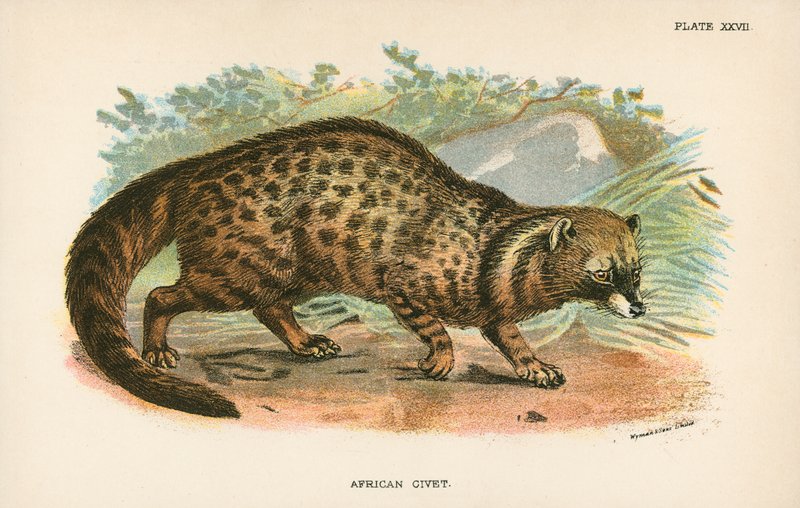 Civeta Africano de English School