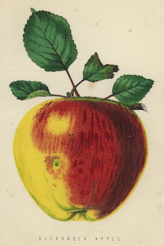Alexander Apple de English School