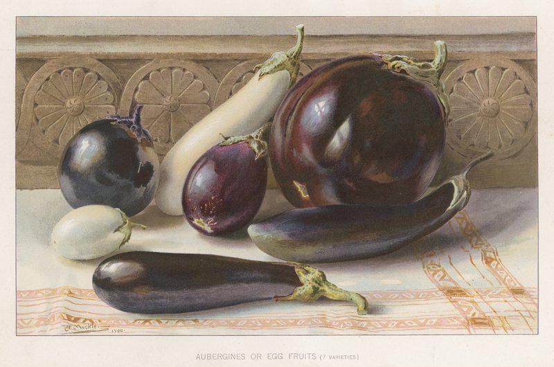 Beringelas ou frutos de ovo de English School