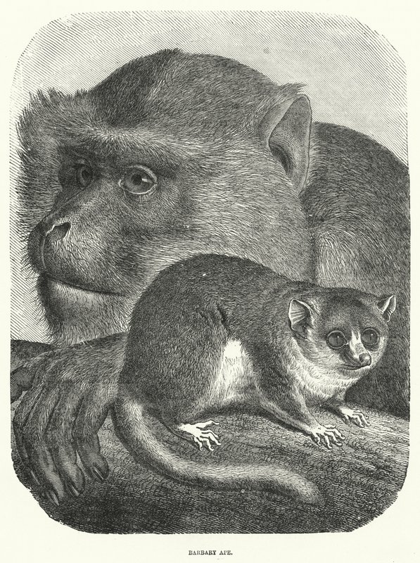 Barbary Ape (gravura) de English School