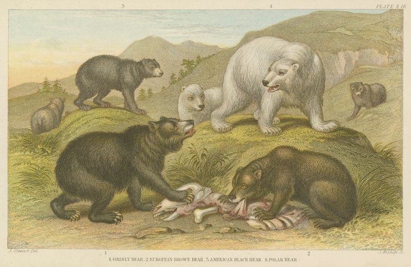 Ursos (gravura colorida) de English School