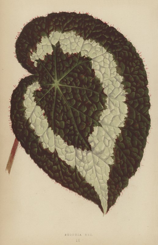 Begonia Rex de English School