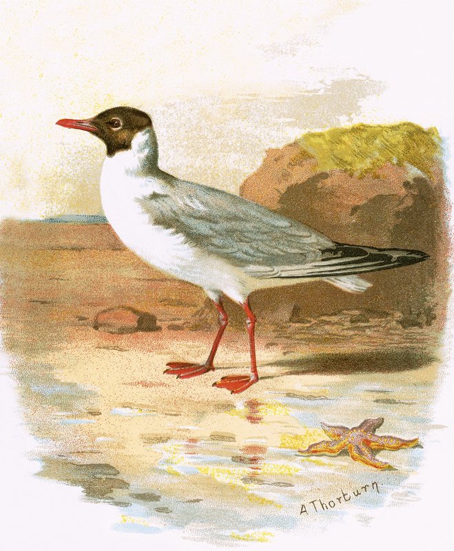 Gaivota-de-cabeça-preta de English School