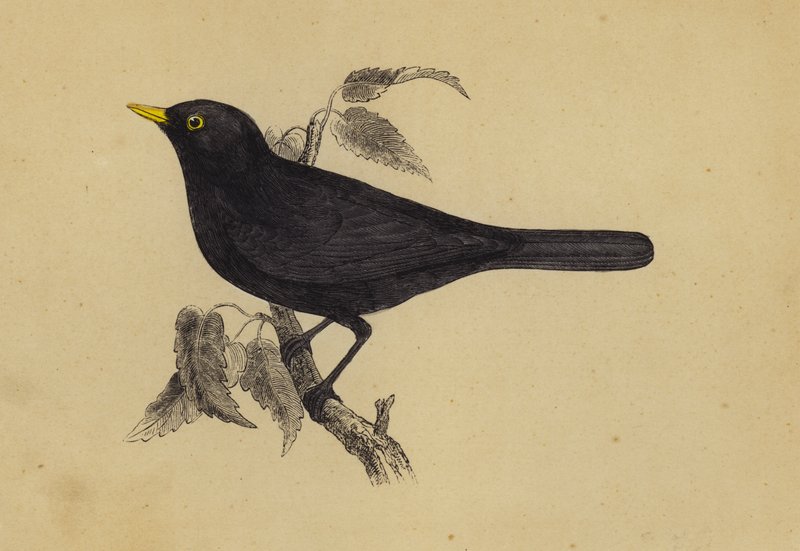 Blackbird (cor litho) de English School