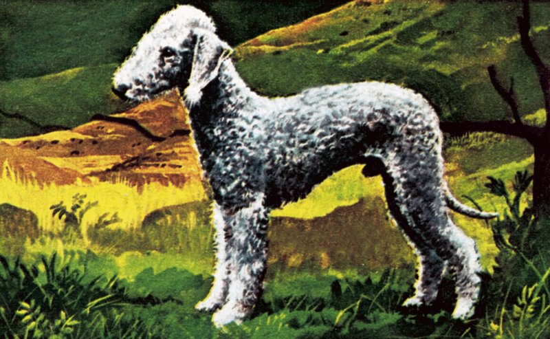 Blue Bedlington de English School