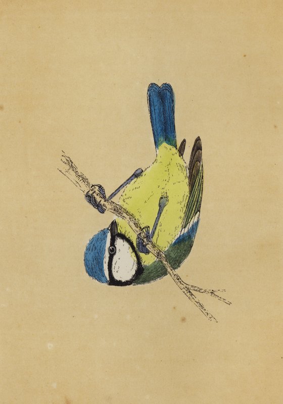 Titmouse azul (cor litho) de English School