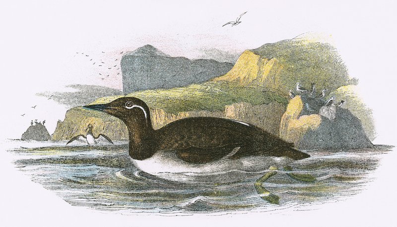 Guillemot Bridled de English School