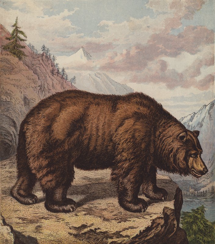 Urso Castanho (cor litho) de English School