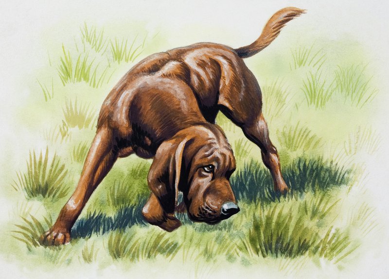 Cachorro marrom de English School