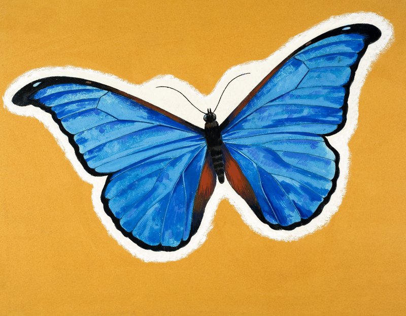 Borboleta de English School
