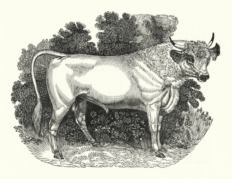 Chillingham Cattle (gravura) de English School