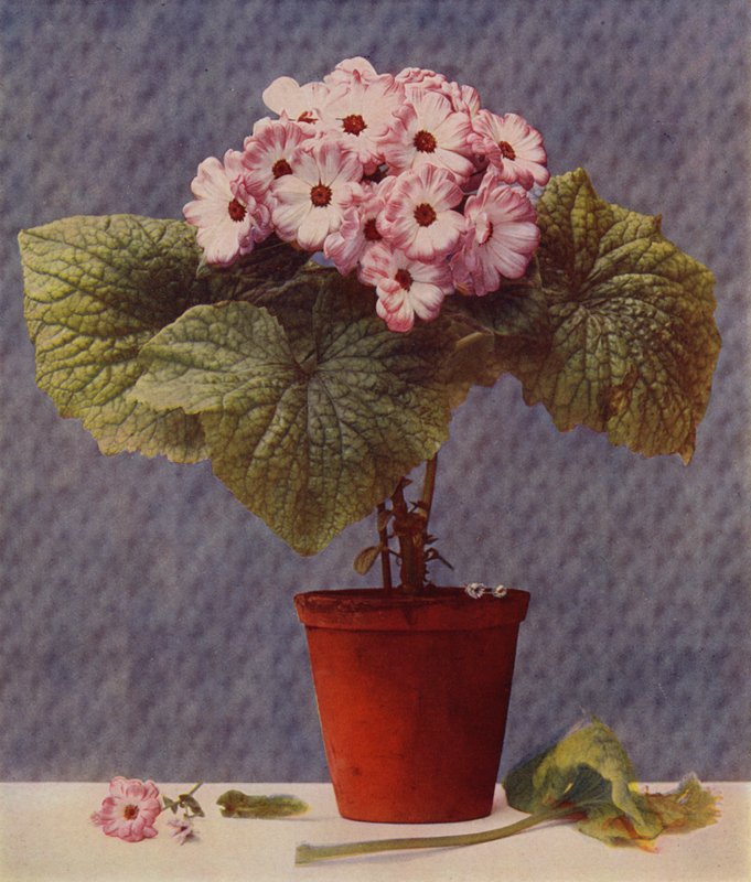 Cineraria (fotogravura) de English School