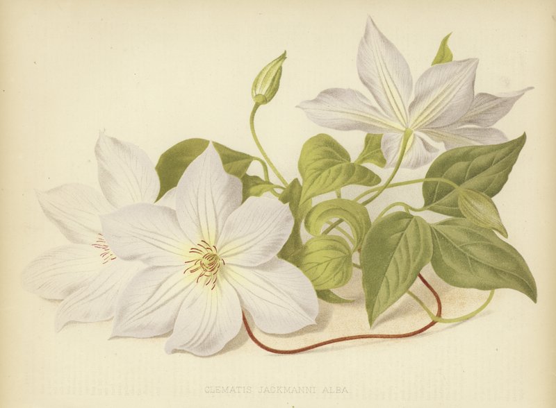 Clematis Jackmanni Alba de English School