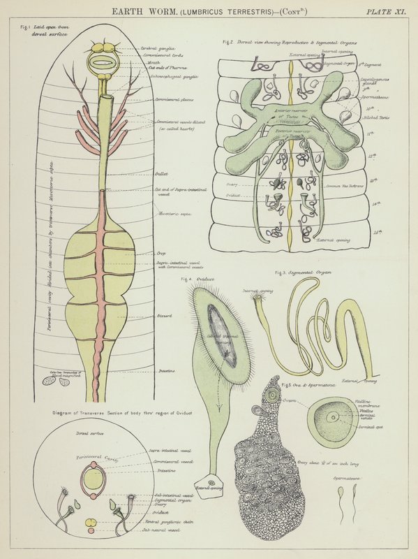 Verme terrestre, Lumbricus Terrestris (litografia a cores) de English School