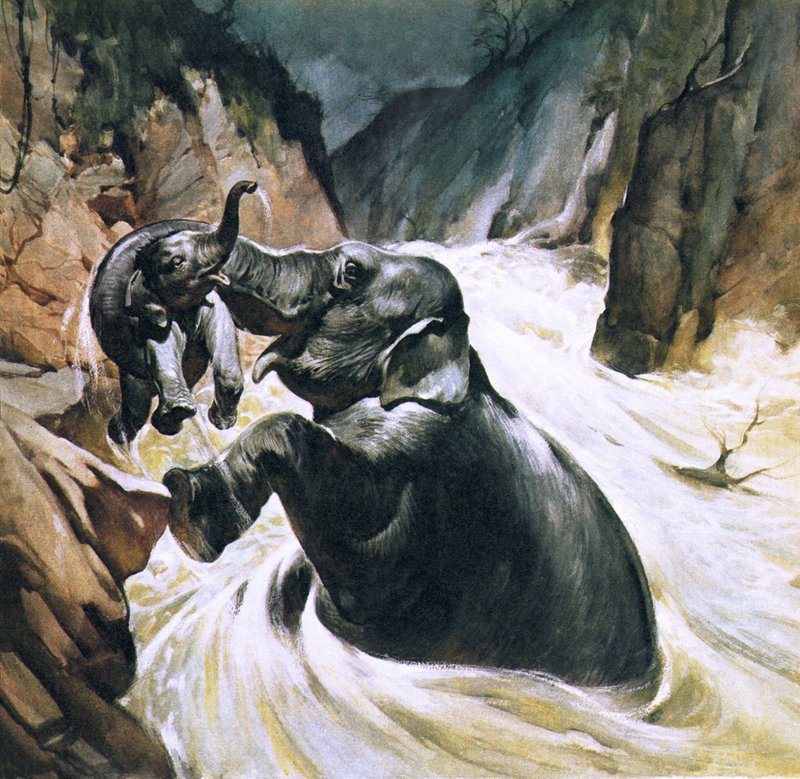 Elefante, poupar, seu, bezerro de English School