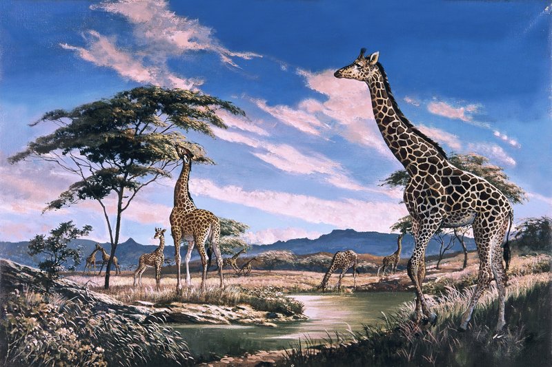 Girafas na África de English School