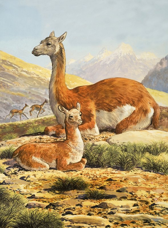 Guanacos de English School