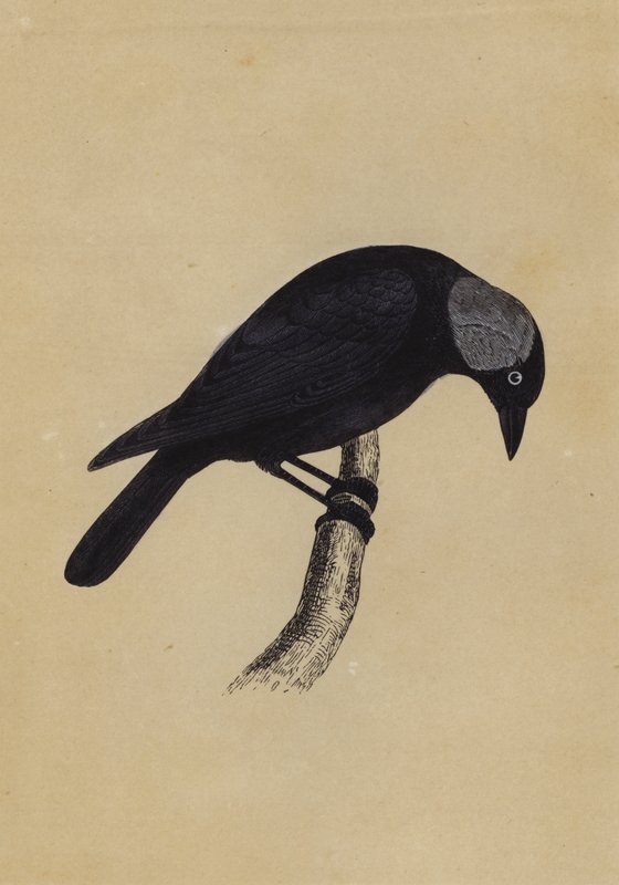 Jackdaw (cor litho) de English School