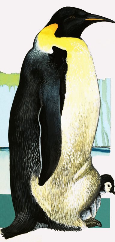 Rei pinguim de English School