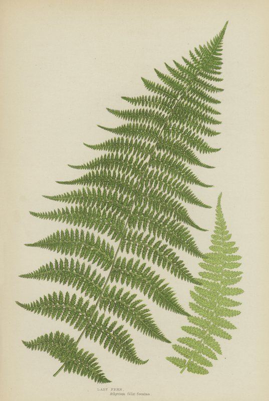 Lady Fern (cor litho) de English School