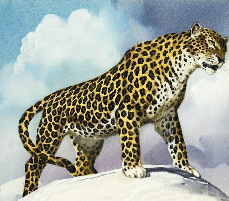 Leopardo na neve de English School