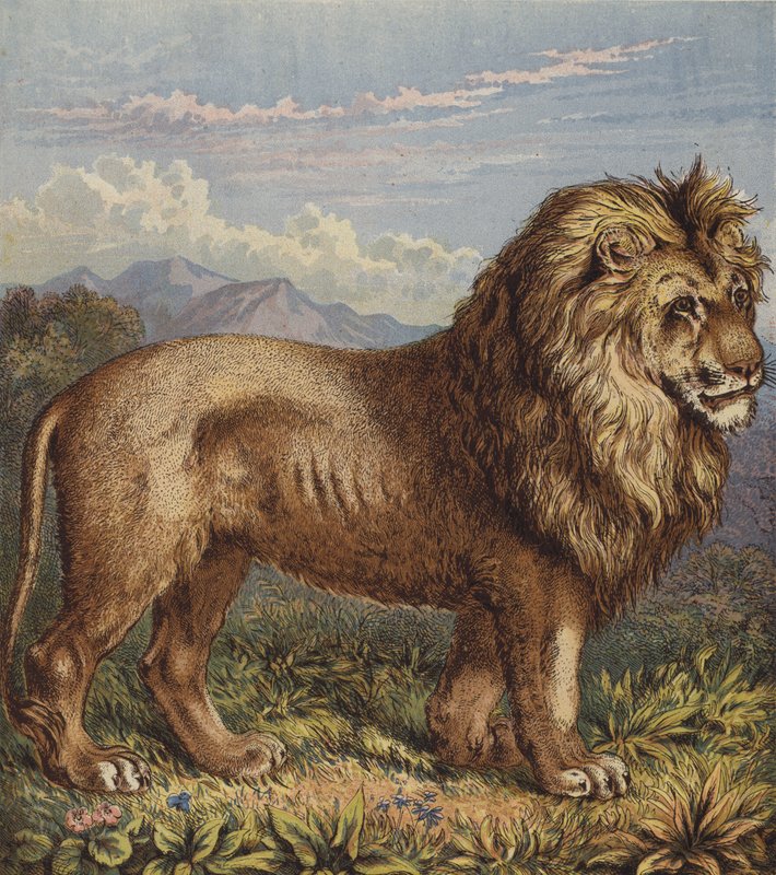 Leão (cor litho) de English School