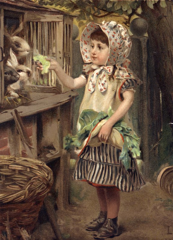 Menina, alimentação, coelhos de English School