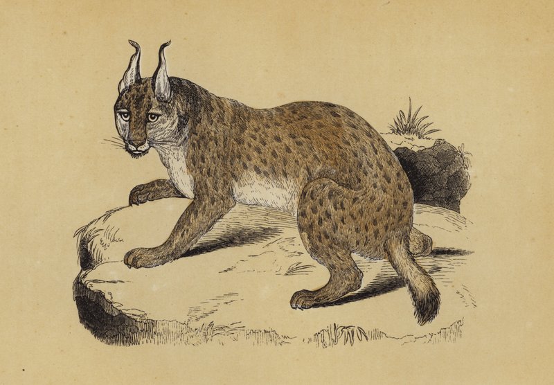 Luchs (cor litho) de English School