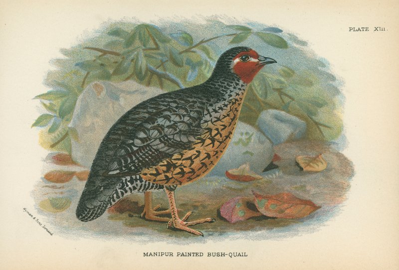 Manipur Pintado Bush-Quail de English School