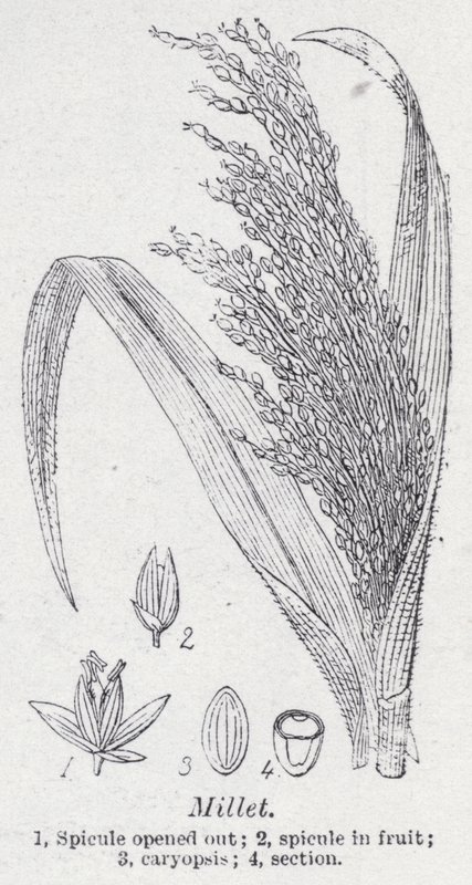 Millet (litho) de English School