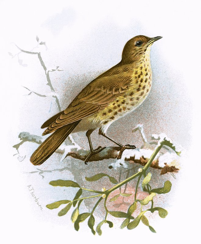 Missel Thrush de English School