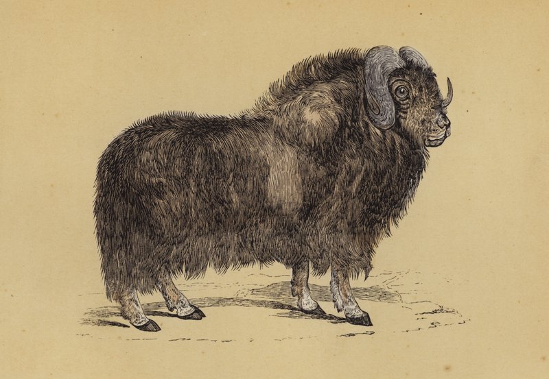 Boi almiscarado (cor litho) de English School