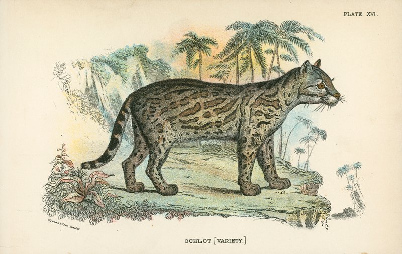 Ocelot [Variedade] de English School