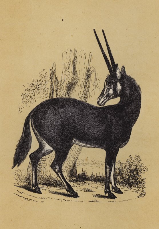 Oryx (cor litho) de English School