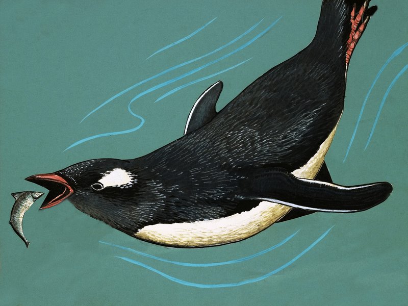 Pinguim pegando peixe de English School