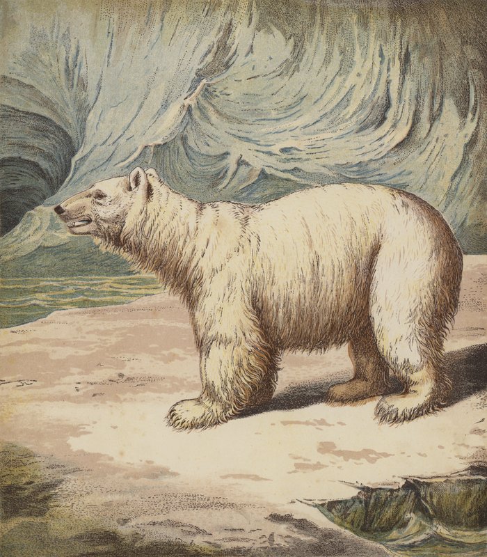 Urso Polar (cor litho) de English School