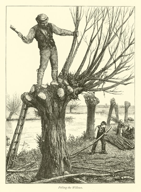 Polling the Willows de English School