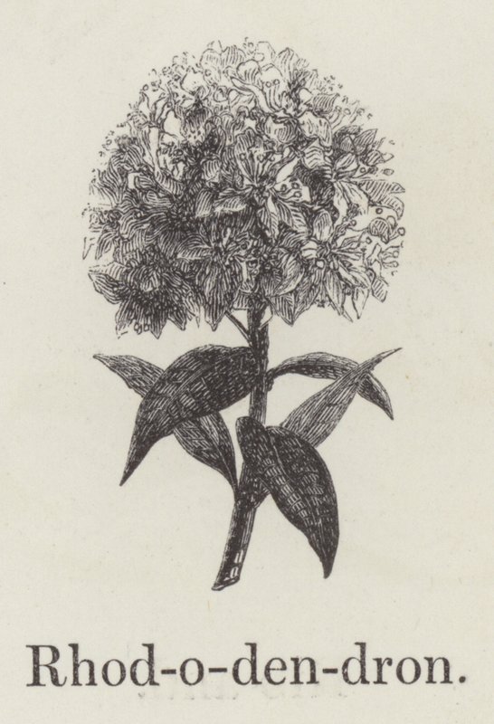 Rhododendron (gravura) de English School