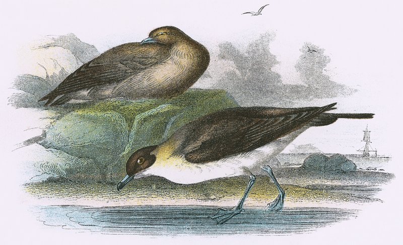 Richardson&39;s Skua de English School